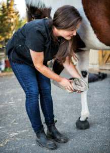 hoof abscess on horse