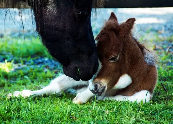 8-preparing-foaling.jpg