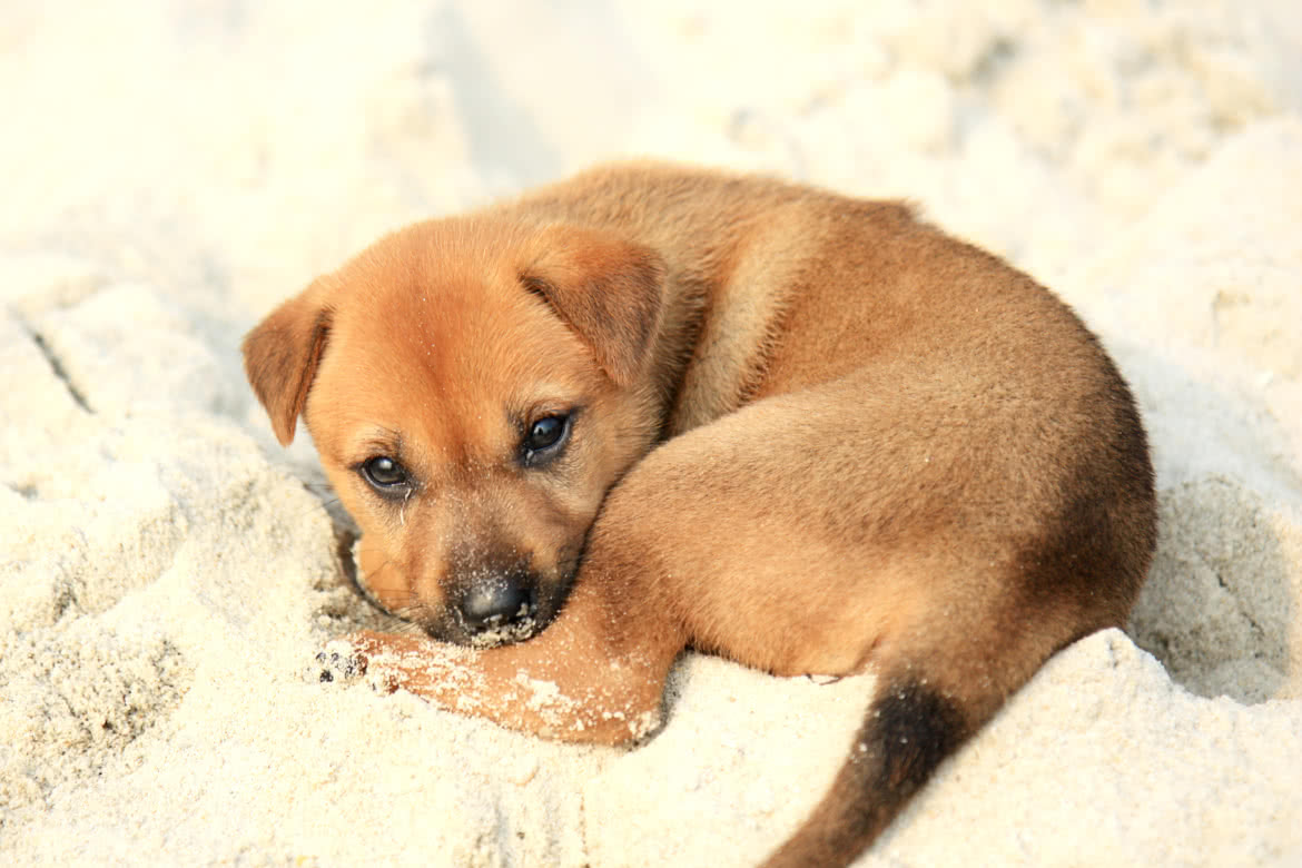 Puppy_on_Halong_Bay.jpg