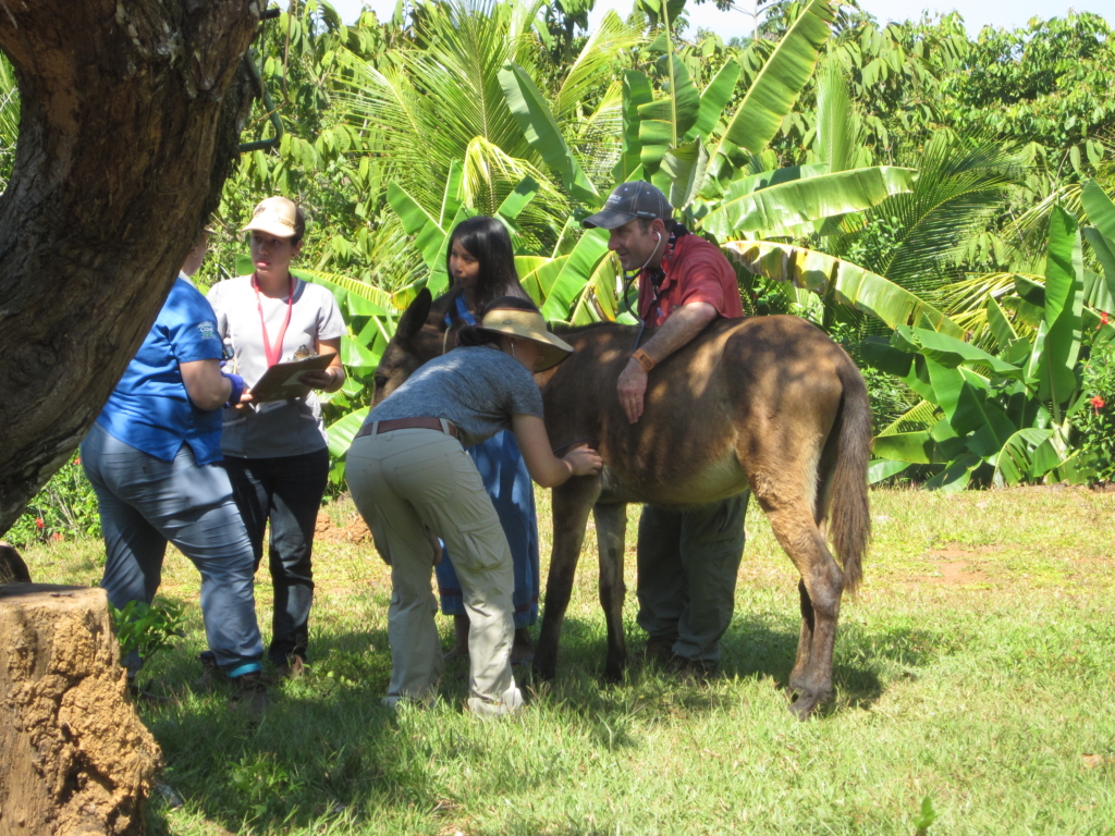 February Danica's trip to Costa Rica Swiftsure Equine