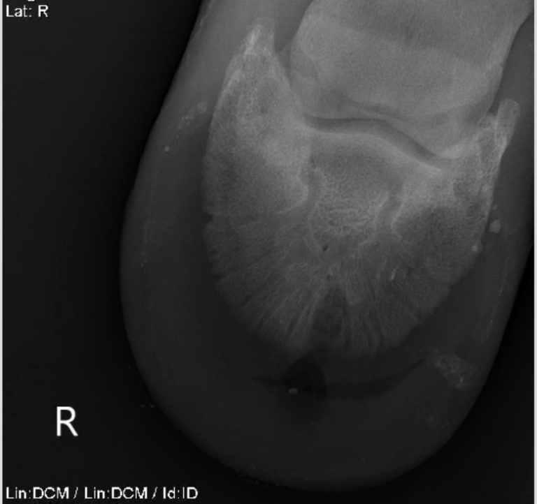 April Roli Poli Keratoma Swiftsure Equine