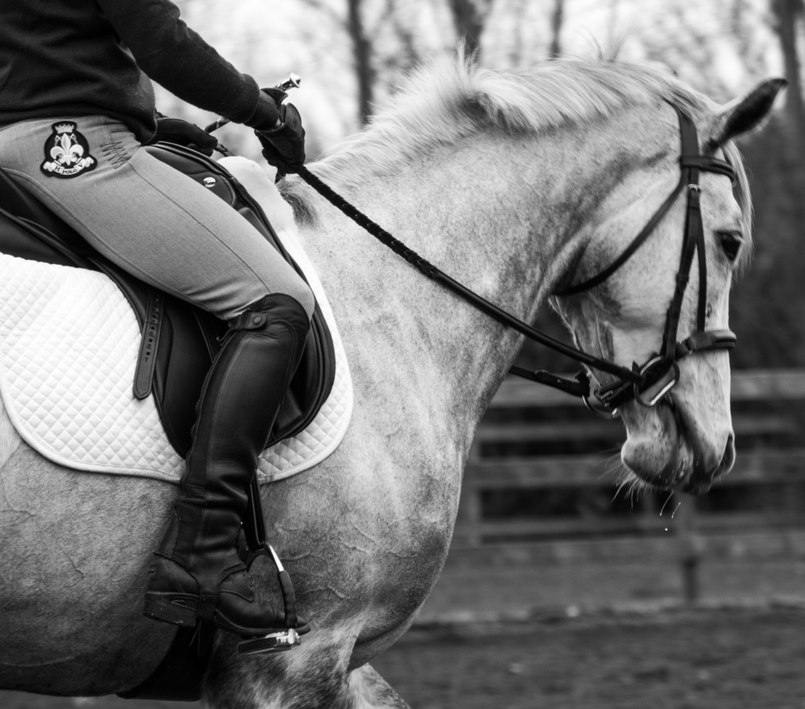 Gallery-DressageBW.jpg