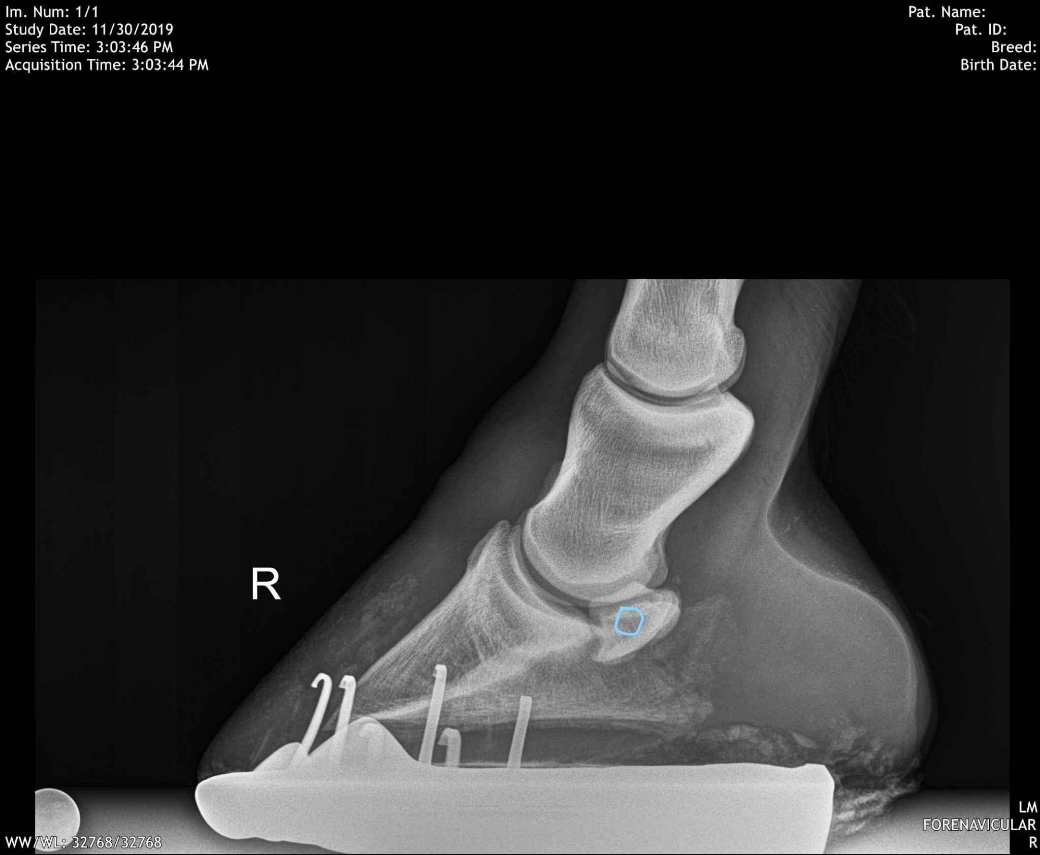 December Navicular Cyst Swiftsure Equine