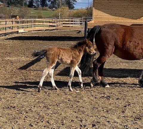 February: Our First Spring Foals!