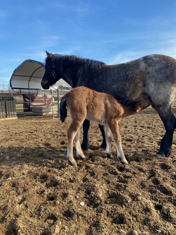 foal-6-e1591391306762.jpg