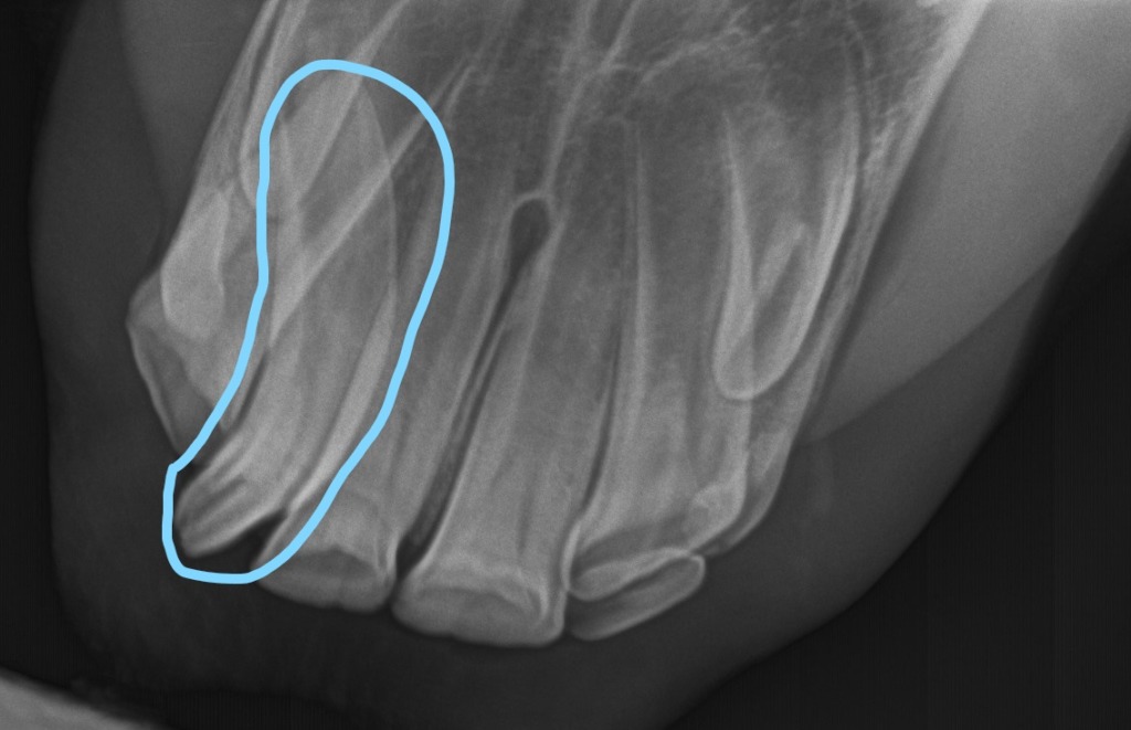 Xray image of horse front teeth showing the secondary tooth outlined.