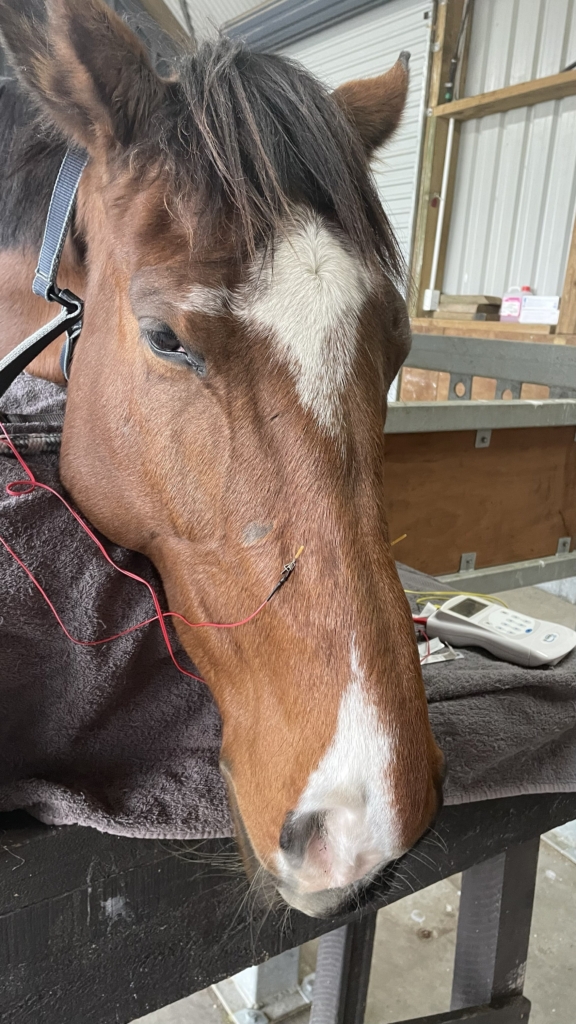 March: A New Procedure for Equine Head Shaking Syndrome