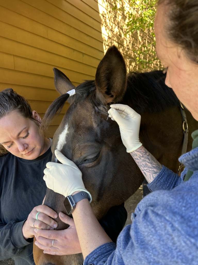 February: Bubba’s Bite: From Colic to Retrobulbar Abscess Recovery