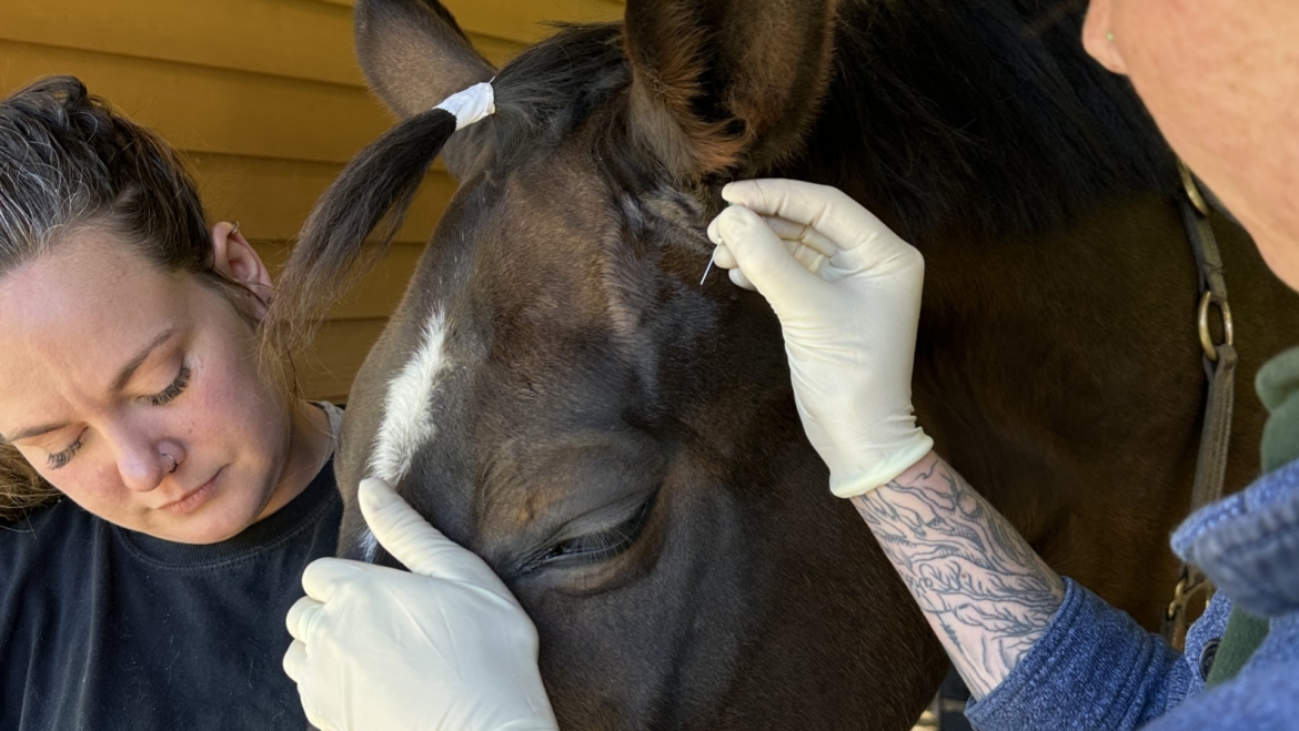 February: Bubba’s Bite: From Colic to Retrobulbar Abscess Recovery