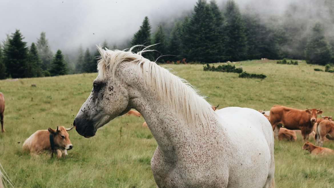 June: Not Your Average Gut Feeling