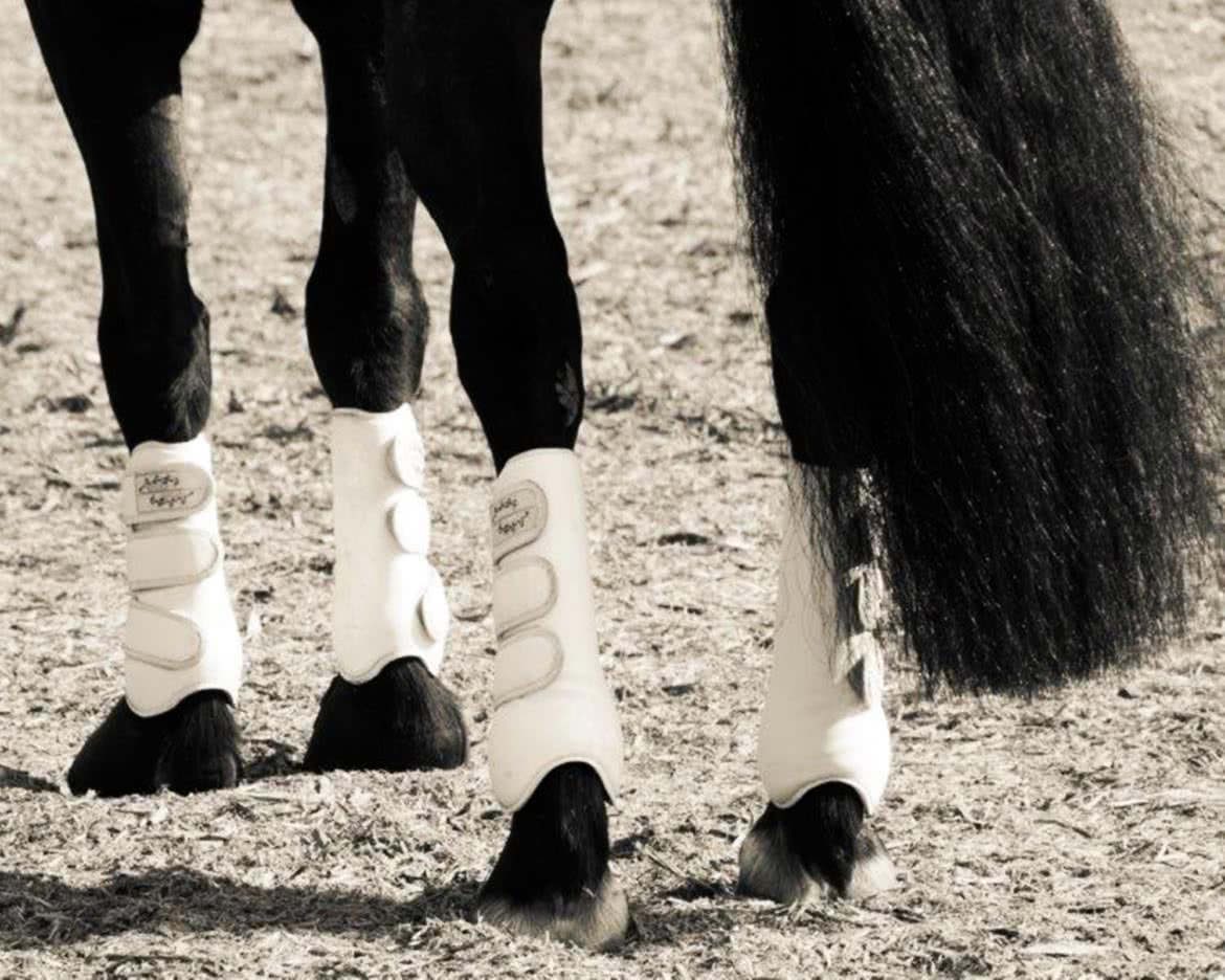 Banner-Dressage-legs.jpg