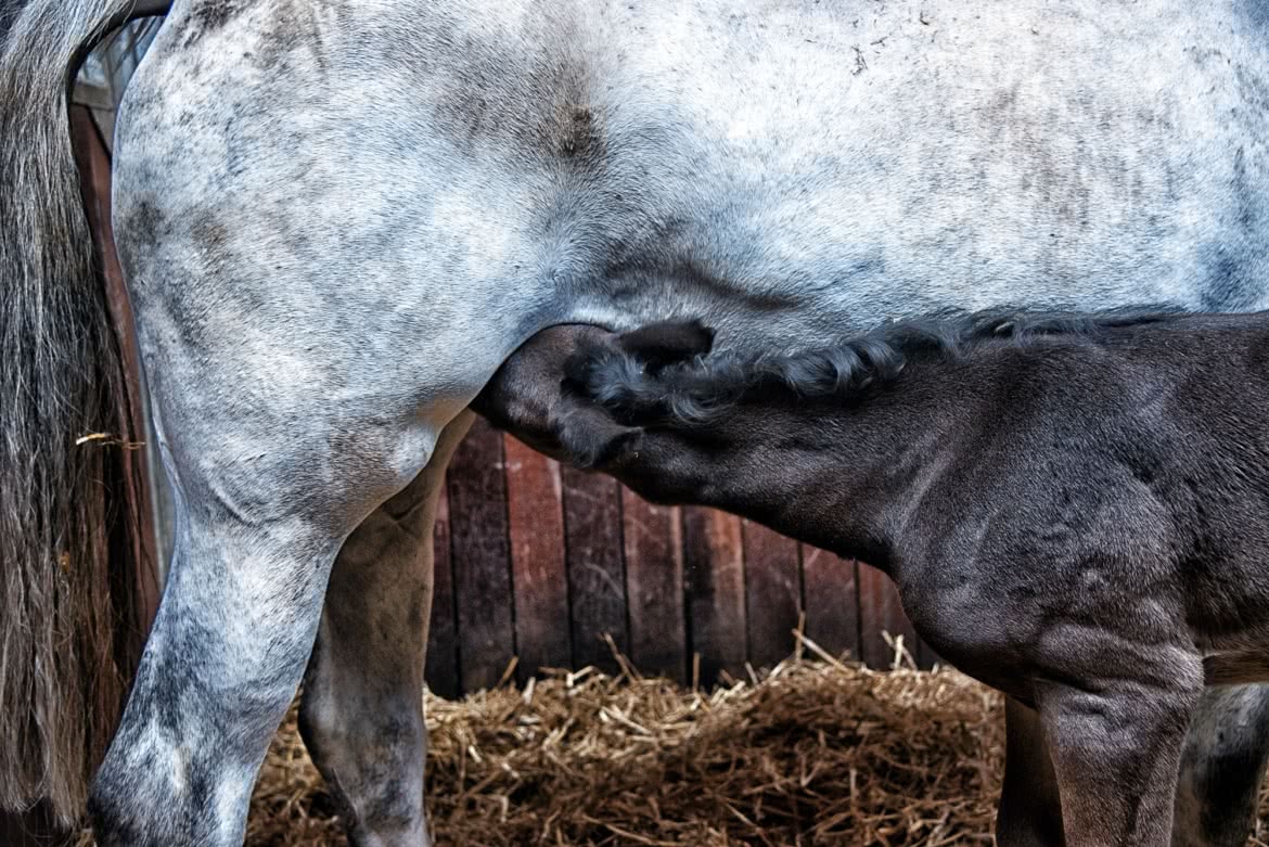 Banner-Foal-nursing.jpg